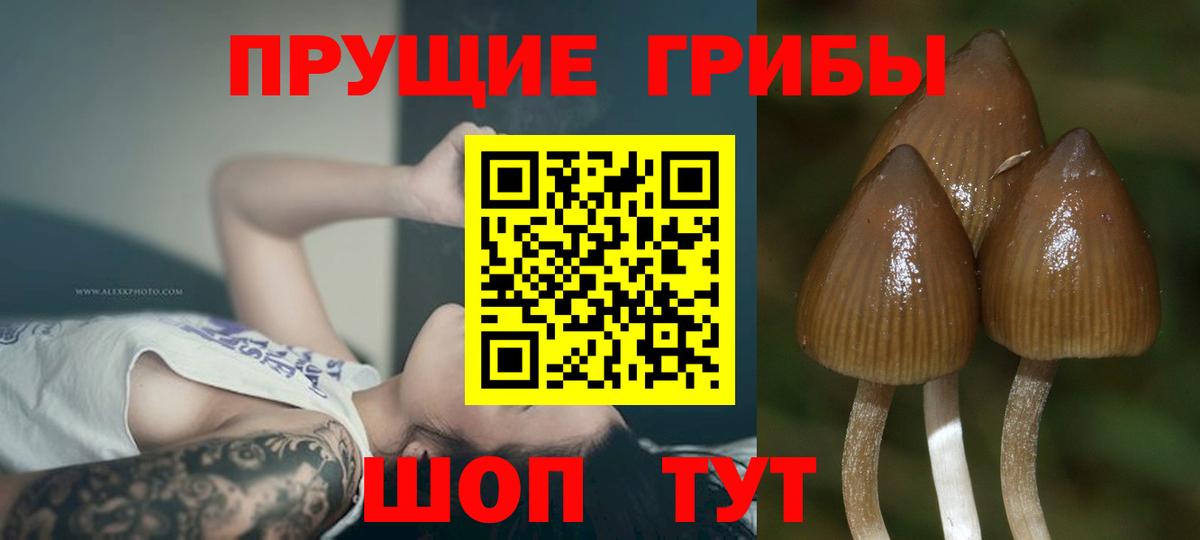 Псилоцибиновые грибы Cubensis  Вход с VPN  Сегежа 
